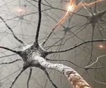 New 3D model reveals hidden role of stem cells in sense of smell