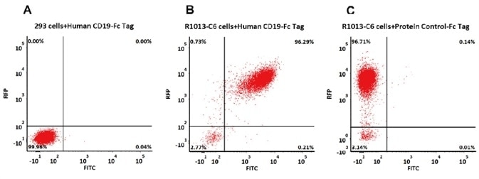 293 cells were transfected with FMC63-scFv and RFP tag. 2e5 of the cells were first stained with B. Human CD19 (20-291) Protein, Fc Tag, low endotoxin (Super affinity) (Cat. No. CD9-H5251, 3 µg/ml) and C. Human Fc Tag Protein Control, followed by FITC-conjugated Anti-human IgG Fc Antibody. A. Non-transfected 293 cells and C. Human Fc Tag Protein Control were used as negative control. RFP was used to evaluate CAR (anti-CD19-scFv) expression and FITC was used to evaluate the binding activity of Human CD19 (20-291) Protein, Fc Tag, low endotoxin (Super affinity) (Cat. No. CD9-H5251).