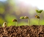 NMR and MRI Technology Identifies Factors in Seed Germination