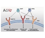 Targeting Multiple Myeloma Using B-Cell Maturation Antigens