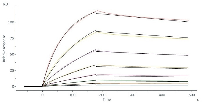 Human CD20 Full Length, His Tag, HEK293 (SPR verified) (Cat. No. CD0-H52H3) captured on CM5 chip via Anti-human IgG Fc antibodies surface can bind RTX with an affinity constant of 6.21 nM as determined in a SPR assay (in presence of DDM and CHS) (Biacore 8K).
