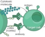 High-yield afucosylated mAb expression to aid in therapeutic antibody efficacy